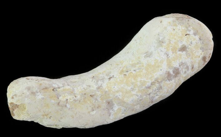 Cretaceous Fish Coprolite (Fossil Poop) - Kansas #64174